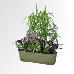 Plant in Pot
